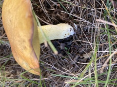 Aureoboletus innixus