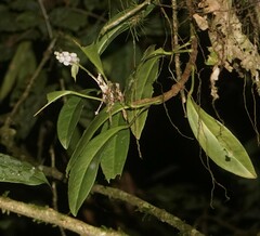 Anthurium scandens