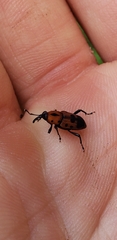 Rhodobaenus quinquepunctatus