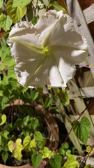 Ipomoea alba