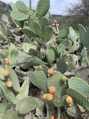 Opuntia