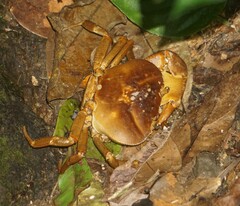 Pseudothelphusidae