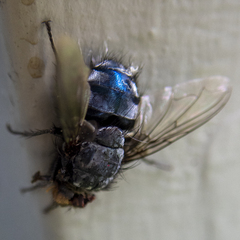 Calliphora vicina