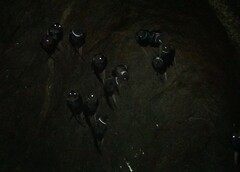 Streptoprocne zonaris