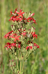 Silene regia