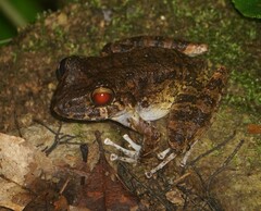 Craugastor aurilegulus