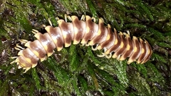 Arthrophaga myriapodina