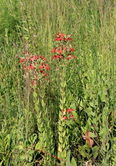 Silene regia