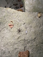 Dolomedes vittatus