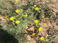 Grindelia ciliata