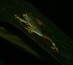 Agalychnis taylori