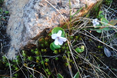 Viola epipsiloides