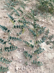 Hosackia crassifolia