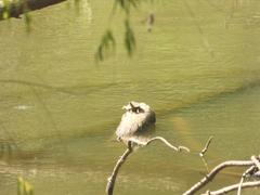 Graptemys sabinensis