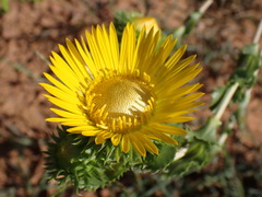 Grindelia ciliata