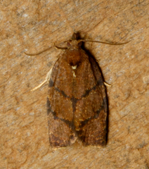 Argyrotaenia juglandana
