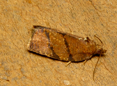 Argyrotaenia juglandana