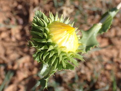 Grindelia ciliata