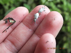 Myllocerus undecimpustulatus