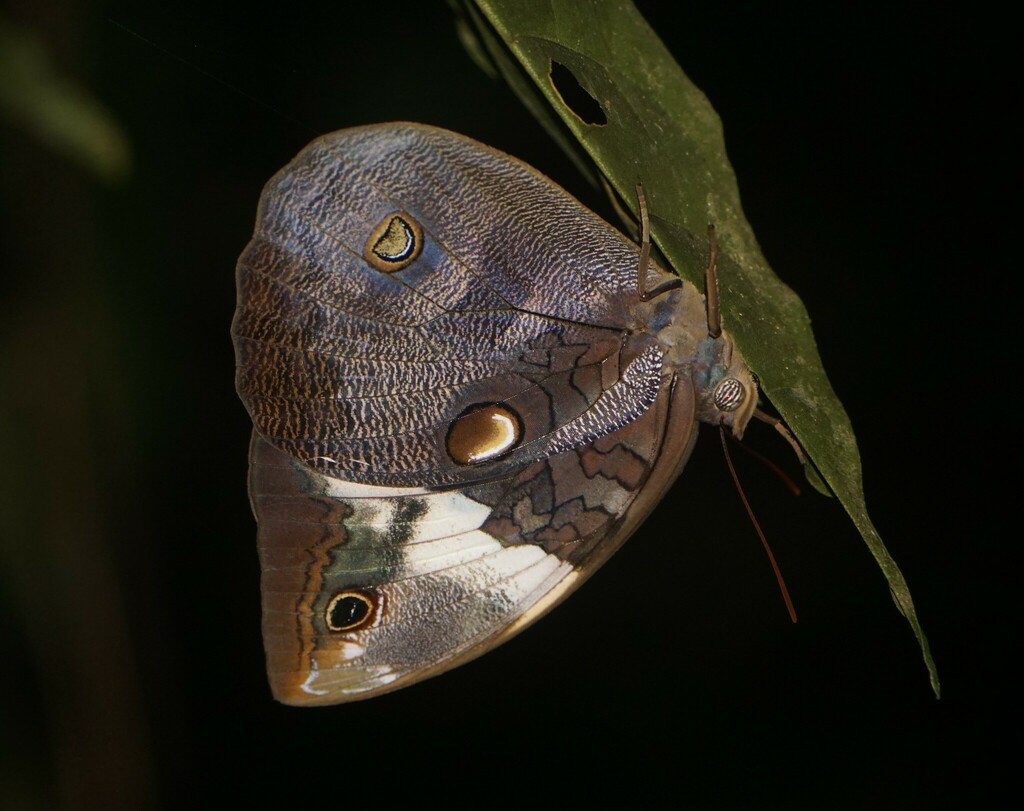 Opsiphanes zelotes