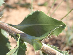 Grindelia ciliata