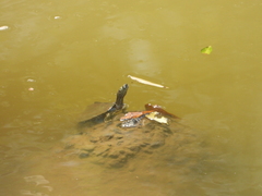 Graptemys sabinensis