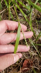 Paspalum setaceum
