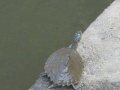 Graptemys sabinensis