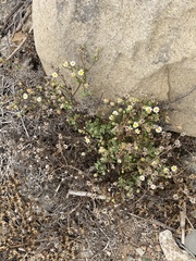 Perityle emoryi