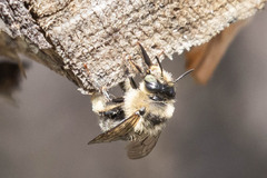Anthophora terminalis
