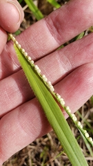 Paspalum setaceum