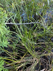 Juncus militaris