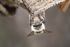 Anthophora terminalis