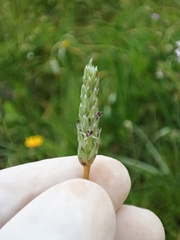 Plantago hispidula