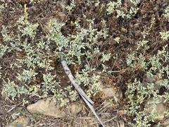 Ambrosia chamissonis