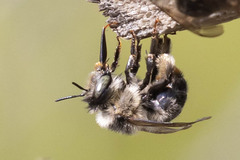 Anthophora terminalis