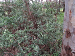 Chenopodium parabolicum