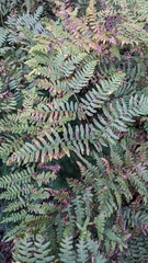 Pteridium