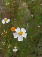 Bidens odorata