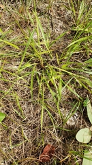 Paspalum setaceum