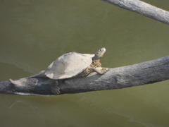 Graptemys sabinensis