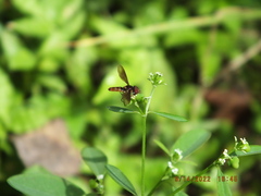 Ocyptamus antiphates