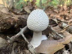 Amanita cokeri