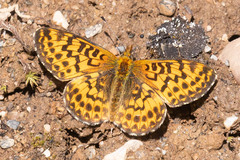 Boloria chariclea