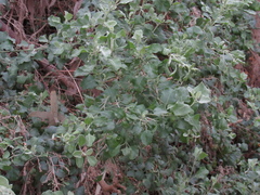 Chenopodium parabolicum