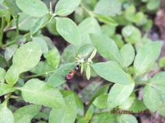 Camponotus floridanus