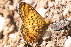 Boloria chariclea