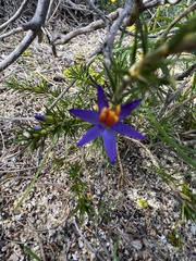 Calectasia