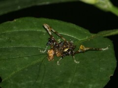 Pycnopalpa bicordata