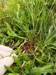 Plantago hispidula